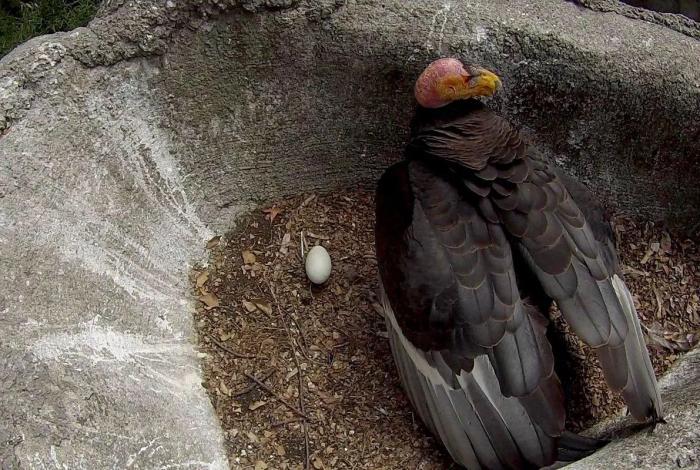Nace en Chapultepec un cóndor de California legendario