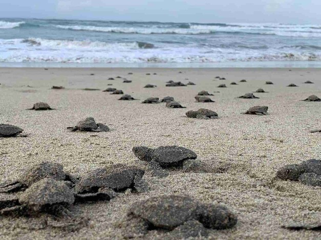 Nacen en playas michoacanas las primeras tortugas golfinas de la temporada