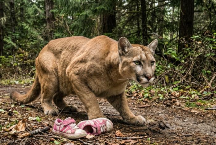 Niña de 8 años sobrevive al ataque de un puma en Brasil; estaba celebrando su cumpleaños