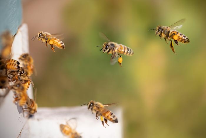 No hay esfuerzos para evitar la extinción de las abejas, denuncia investigador