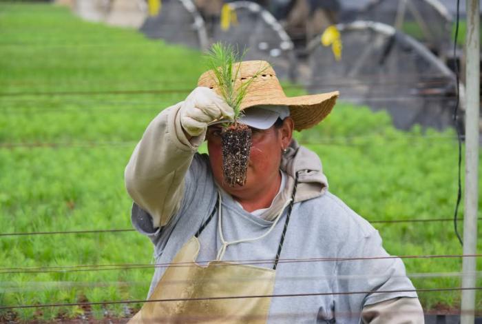 No te quedes sin tus plantas para reforestar, mañana cierra plazo para solicitar: Cofom