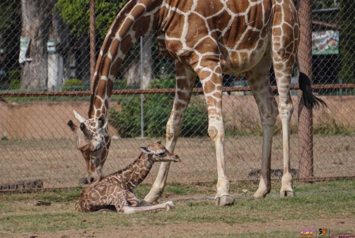 ¡Nuevo habitante en la manada! Nace jirafa reticulada en el Zoológico de Morelia