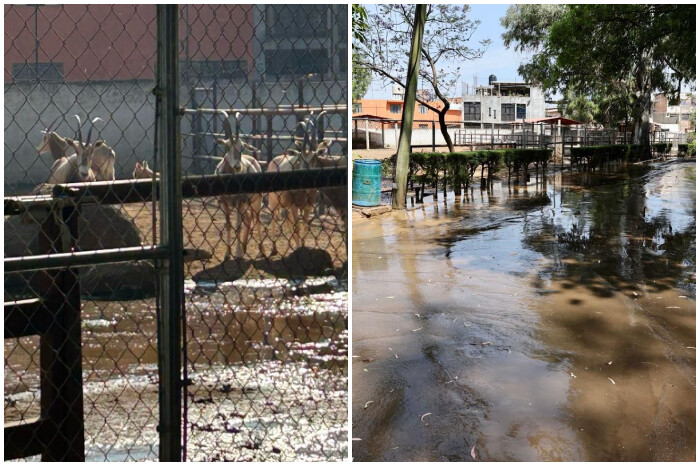 OOAPAS quiere deslindarse de inundación en el Zoo, pero ellos derramaron lodos tóxicos: director del parque