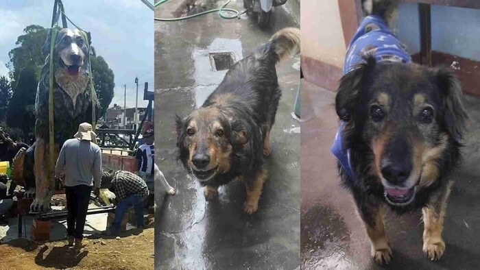 «Oso»: El perro callejero que se convirtió en símbolo de amor y empatía en Huancayo