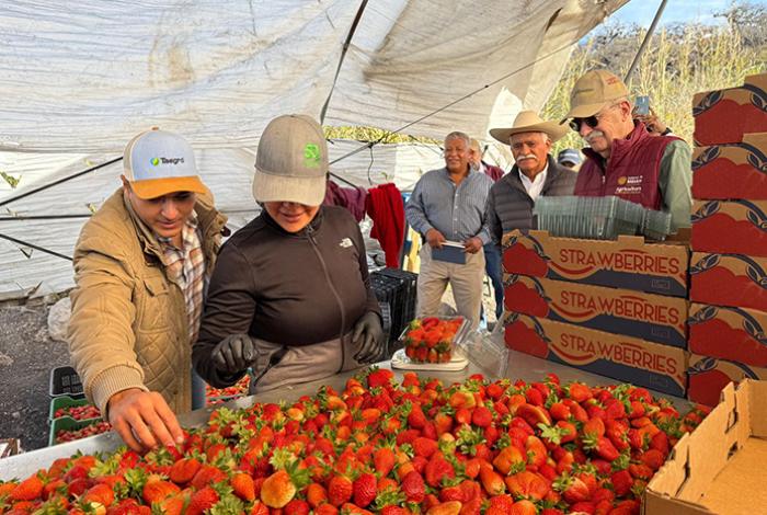 Otorgarán créditos de más de un mdp a productores de berries