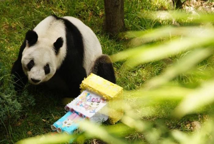 Panda Xin Xin celebra 35 años en el Zoológico de Chapultepec