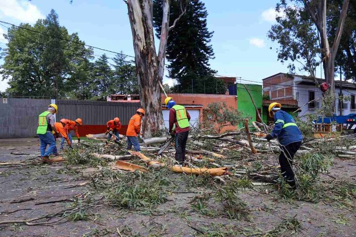 Para prevenir riesgos, se podan árboles de más de 30 metros de altura en zona urbana de Pátzcuaro