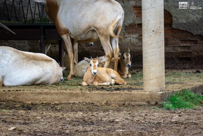 Parque zoológico Benito Juárez espera el nacimiento de 50 bebés