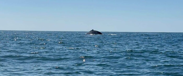 Paso de ballenas por las playas michoacanas cautiva a paseantes y visitantes