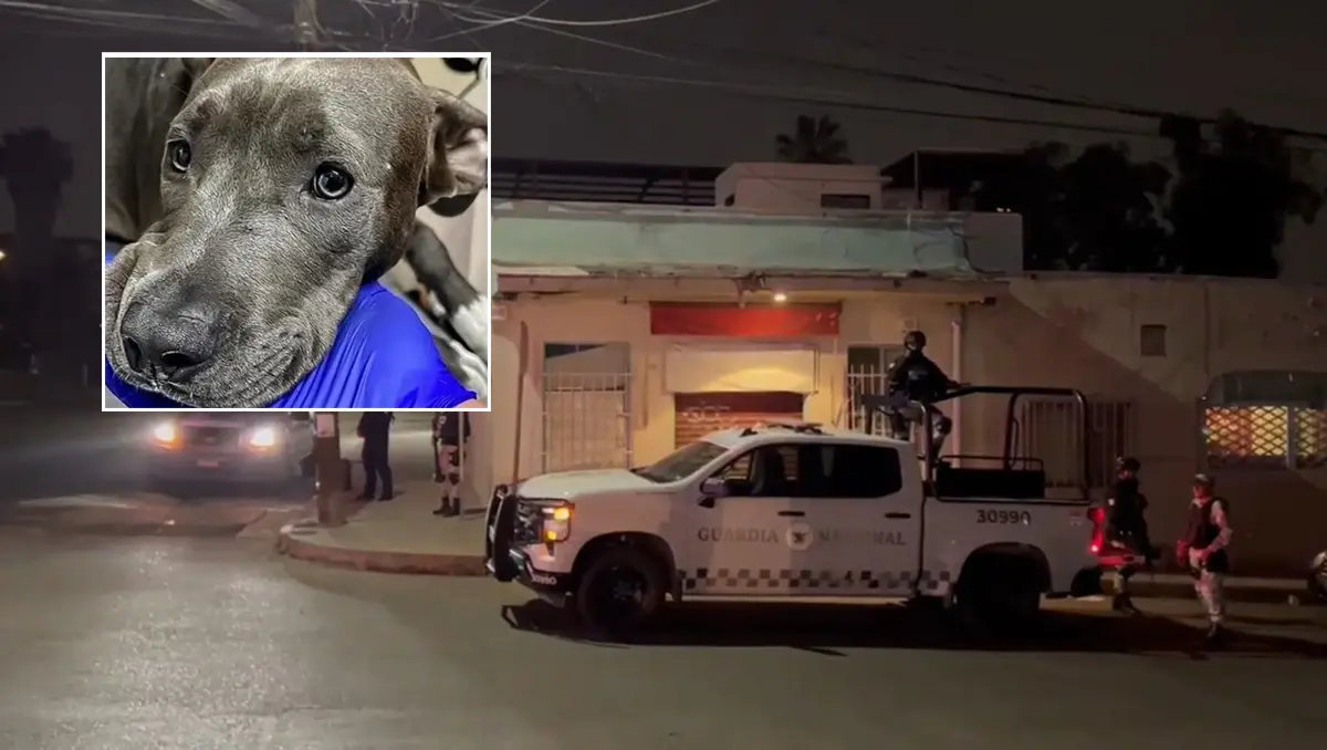 Perrita defiende a su dueño en un ataque armado; termina herida de bala tras la agresión