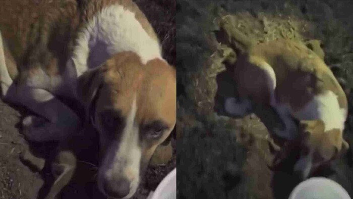 Perrita se niega a a abandonar a sus cachorros que fueron quemados vivos en Puebla