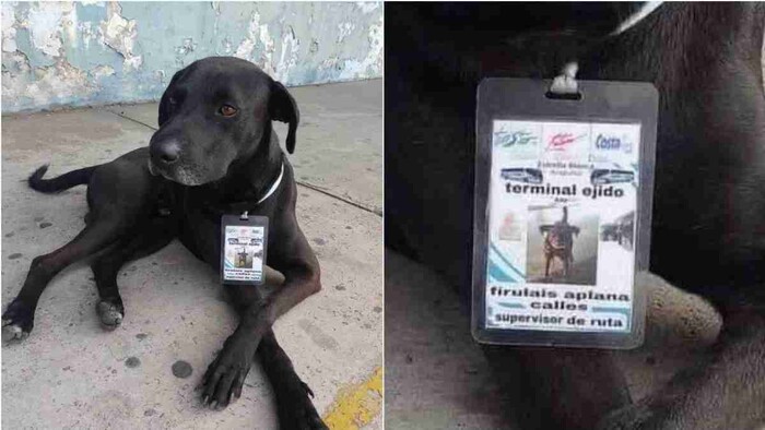 Perrito callejero se convirtió en «supervisor de ruta» en una terminal de autobuses en Acapulco