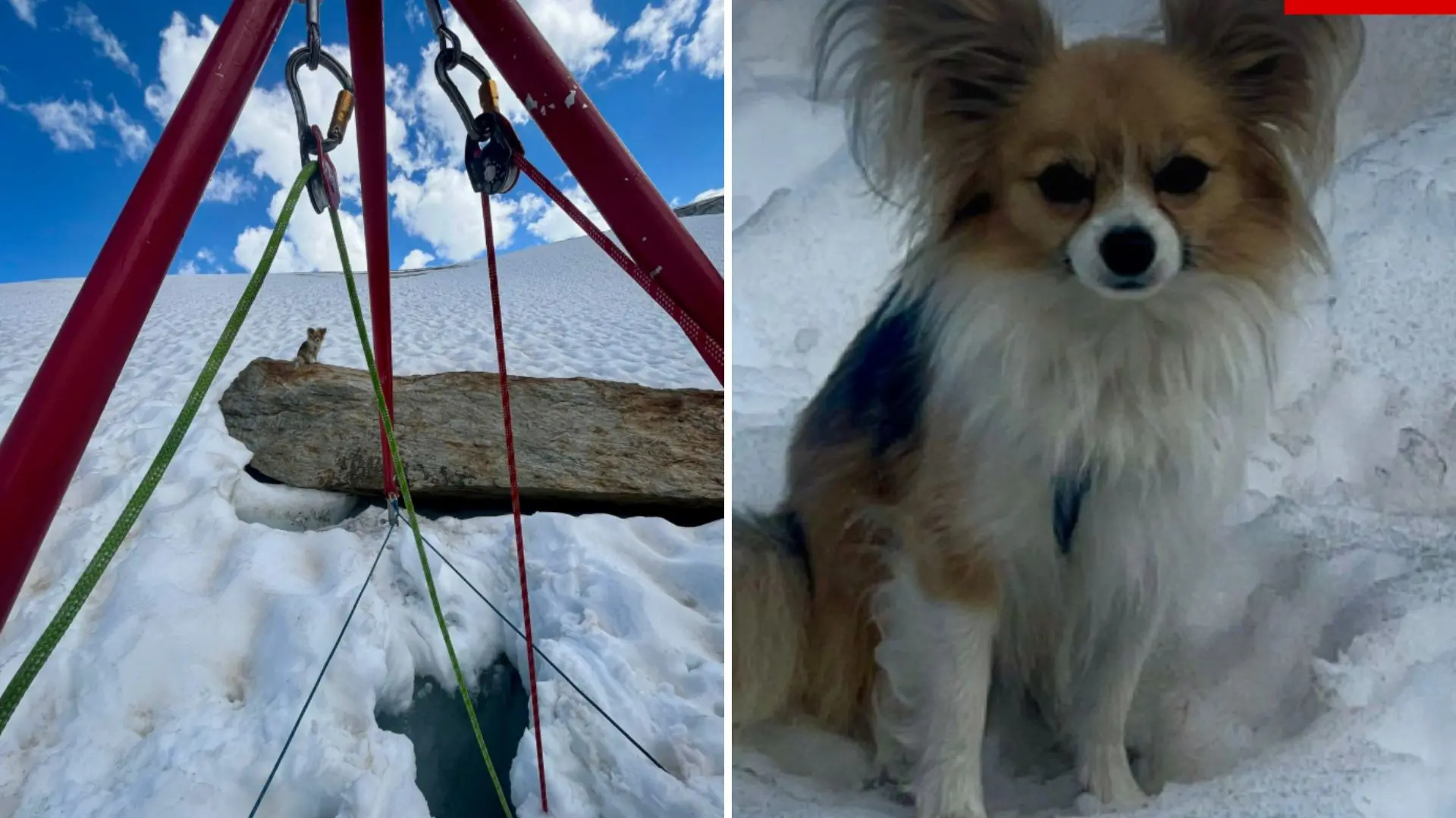 Perrito chihuahua ayuda a rescatar a su dueño en glaciar