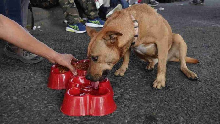 Perritos peregrinos en adopción: Peregrinos los abandonaron en la basílica