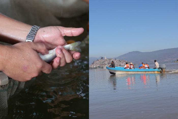 Pescado blanco de Pátzcuaro será protegido con Indicación Geográfica: ICTI
