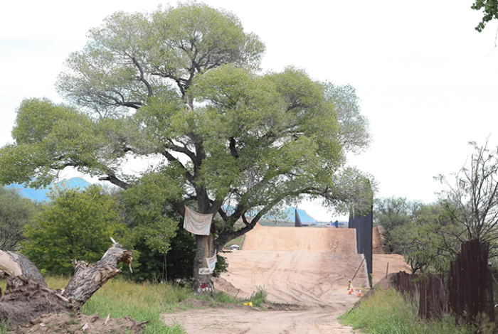 Pese a protestas, derriban un árbol centenario en Arizona para construir el muro fronterizo