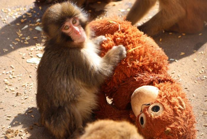 PETA pide trasladar al mono japonés viral a un santuario afirmando que sufre un trauma