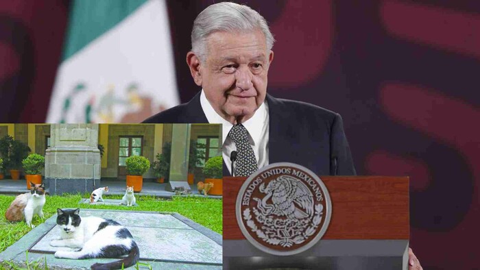 PETA reconoce a AMLO por proteger a gatos en Palacio Nacional