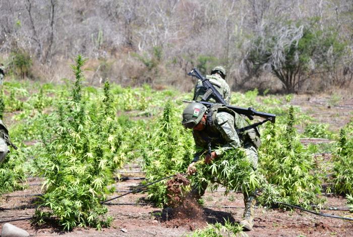 Plan Paricutín: D3struyen dos plantíos de mar1huana en Turicato