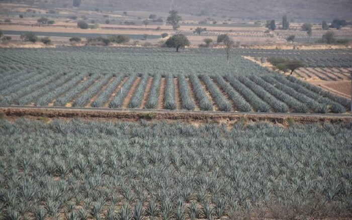 Plantación masiva de maguey no es negocio en Guanajuato