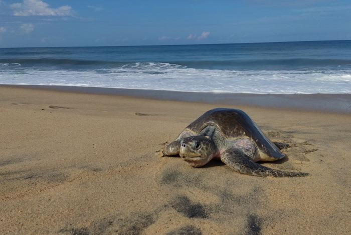 Playas de Michoacán, escenario de migración y nacimiento de tortugas marinas: Sectur
