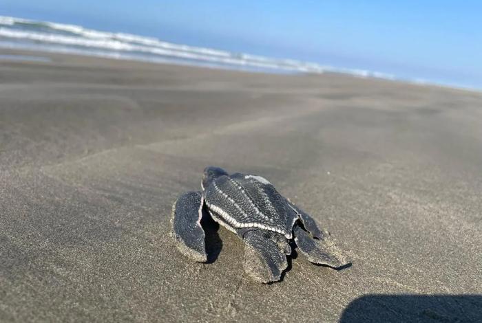 Playas michoacanas ven nacer 5 millones de crías de tortugas marinas: Compesca