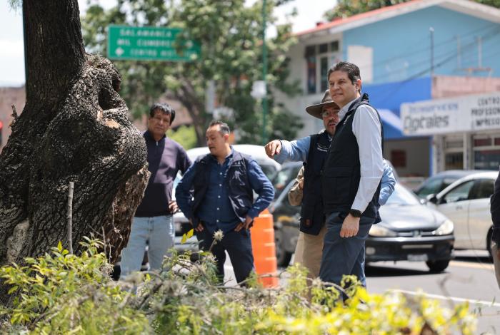 Poda sanitaria en poco menos de mil árboles, en Morelia
