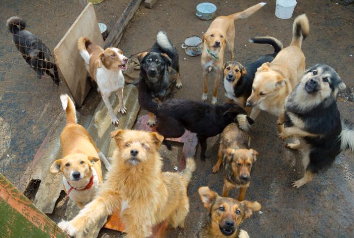 Poder Judicial avala adopción de 936 animales rescatados de refugio en Ciudad de México