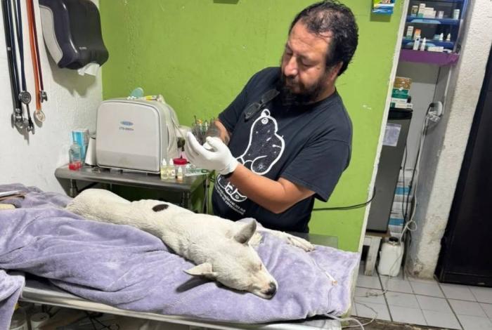 Policía Auxiliar da de baja a agente por presunta agresión a un perrito, en Morelia