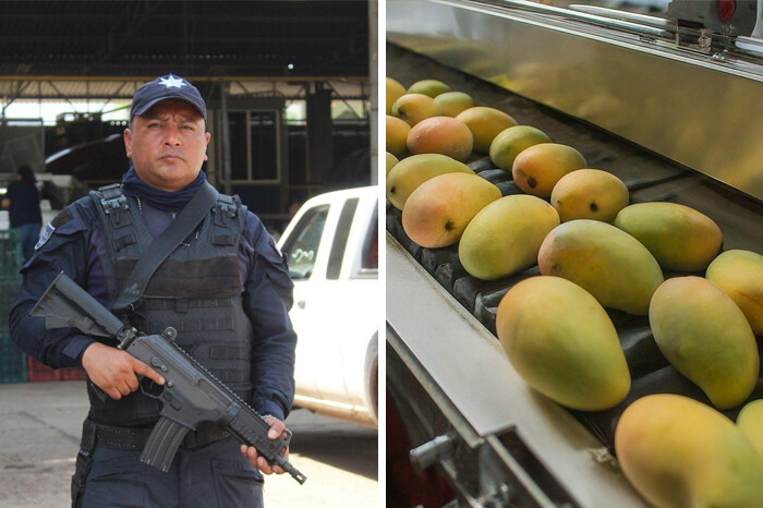 Policía Auxiliar vigila empaques de mango en la zona de Tierra Caliente