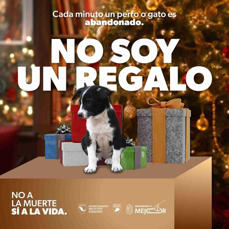 Por esta razón no debes regalar mascotas en Navidad