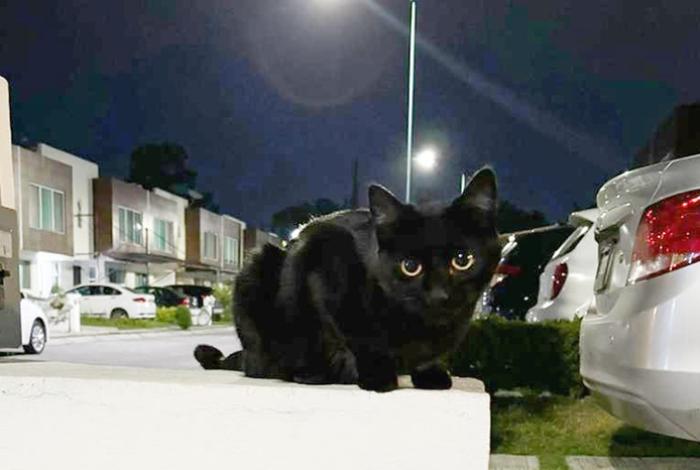 Por supersticiones de temporada, animalistas en Michoacán cierran adopciones de gatos y perros