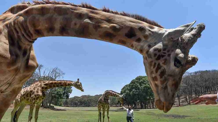 Preocupación por la desaparición de una jirafa en el Zoológico de Culiacán