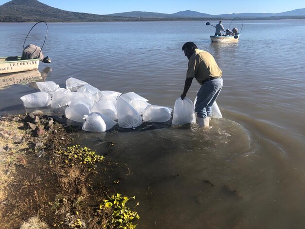 Presas michoacanas, al 51%: Comisión de Aguas