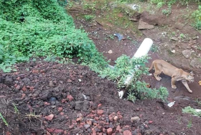 Presencia de puma y su cría alarman a la población en Tancítaro