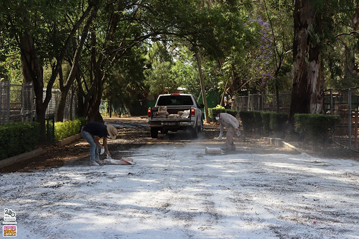 Previene Zoo de Morelia riesgo sanitario por inundación con lodos; se realizó encalado