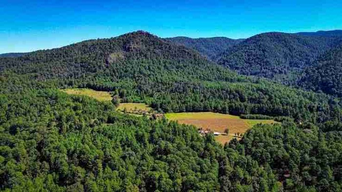 Prioridad Ambiental en Morelia: Protección de Bosques y Comercios