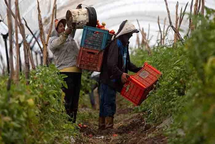 Productores alertan por posibles aranceles de EEUU a exportaciones mexicanas