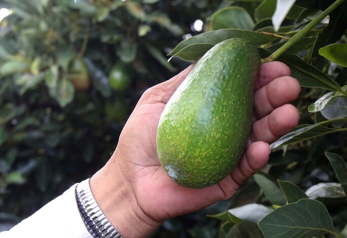 Productores de aguacate, con 9 mdp en multas por irregularidades laborales: Sedeco