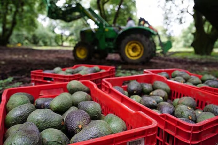 Productores de aguacate en Michoacán se niegan a pagar seguridad de inspectores