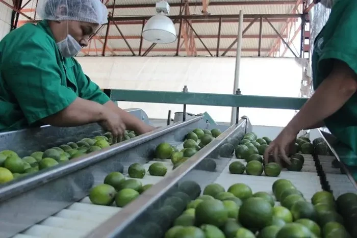 Productores de limón paran actividades; exigen esclarecimiento del asesinato de Luis Aguiñaga