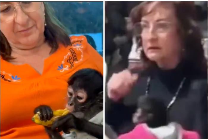 Profepa denuncia a regidora de Ocotlán por posesión de mono araña; ella niega que sea suyo