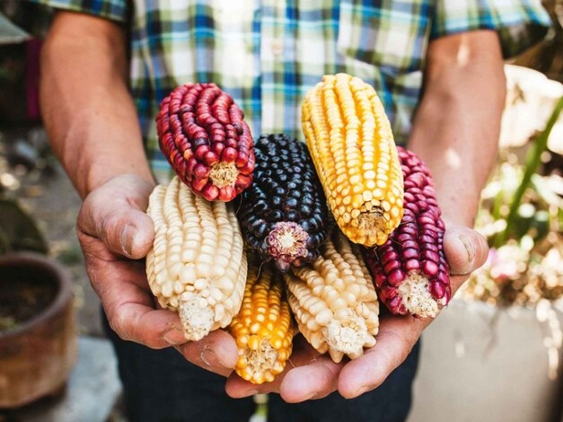 Prohibición del maíz transgénico busca proteger soberanía alimentaria: Ricardo Monreal