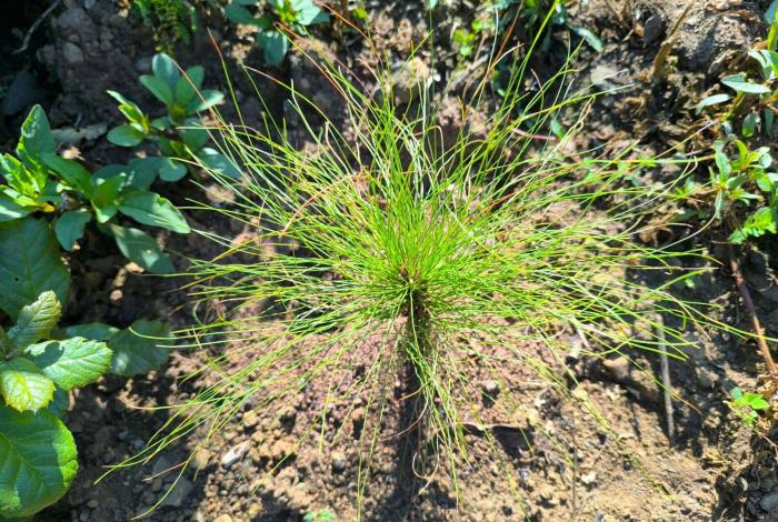 Pulmón de Michoacán crece, 7 de cada 10 árboles reforestados sobreviven: Cofom