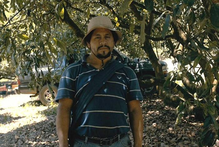 ¿Qué hay detrás del oro verde? “El sueño de las luciérnagas” lleva al FICM la vida de los cortadores de aguacate en Uruapan