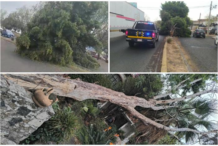 Rachas de viento provocan caída de cuatro árboles en Morelia; no se reportan lesionados