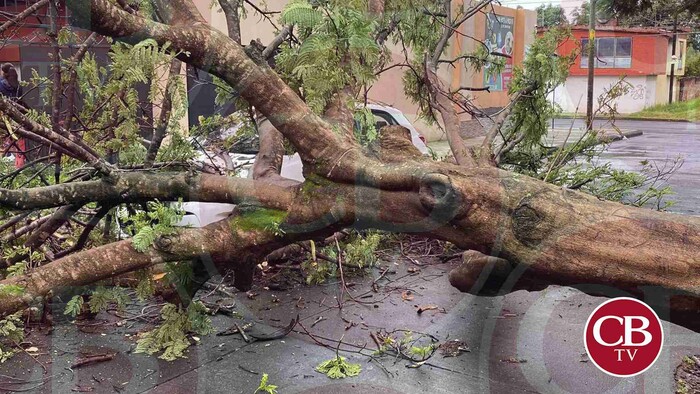 Árbol cae encima de un auto en Uruapan