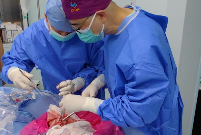 Realizan el primer trasplante de pulmón de cerdo a un humano en muerte cerebral