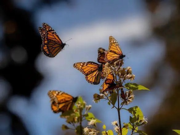 Recibe el 2026 rodeado de naturaleza en los santuarios de la Monarca