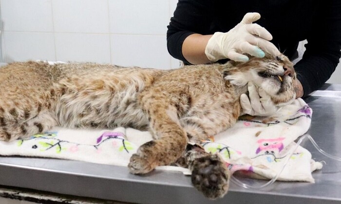 Recibe Zoológico de Morelia un lince rojo rescatado por la Profepa